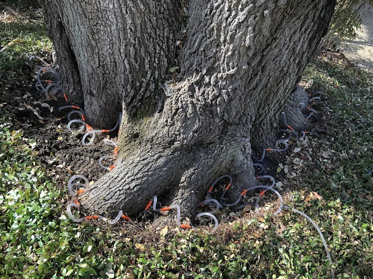 Detailed Tree Cabling and Bracing job site in Silverton